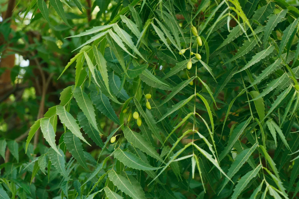 Neem in acne vulgaris: a clinically relevant phytotherapeutic strategy